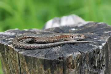 lizard basking in the sun, lying on the stump