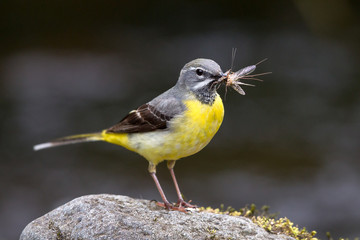 Grey Wagtail with chicks - 114429380