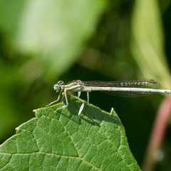 libellule
