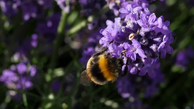 bumblebee gathering pollen of a lavender flower