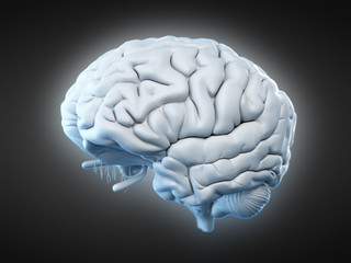 3d rendered, medically accurate illustration of the human brain