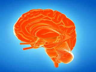 3d rendered, medically accurate illustration of the internal brain anatomy