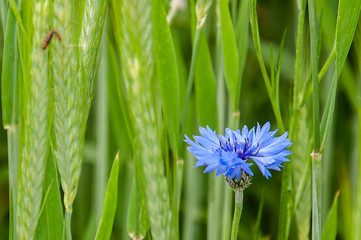 Blumen an der Geierlay Hängeseilbrücke