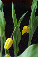 Gray mold on tulip / Botrytis cinerea / Botryotinia - obrazy, fototapety, plakaty