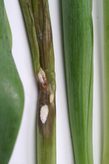 Gray mold on tulip / Botrytis cinerea / Botryotinia