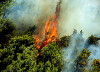 Fire in forest areas in Viotia in Central Greece