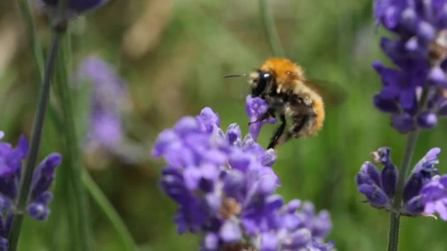 bumblebee gathering pollen of a lavender flower