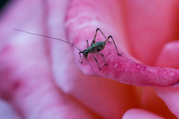 Photos green mantis outdoors.