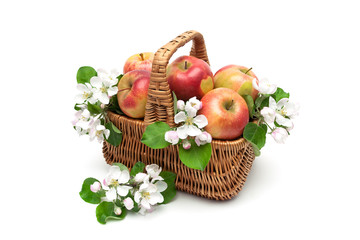 ripe apples in the basket and apple flowers on a white backgroun