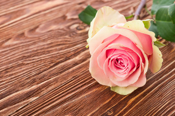 rose flower on wood background