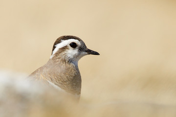Dotterel