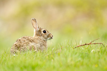 Rabbit in field