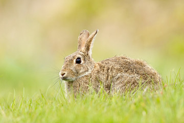 Rabbit in field
