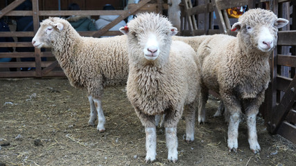 Herd of sheeps on the farm