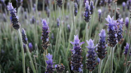 Obraz premium Lavender flowers in the field in spring