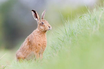 Brown Hare