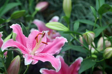 Lily Pink 4