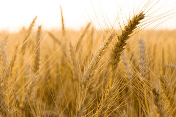 Ears of golden wheat on the field close up. Beautiful Nature Sunset Landscape. Rural Scenery under Shining Sunlight. Rich harvest Concept