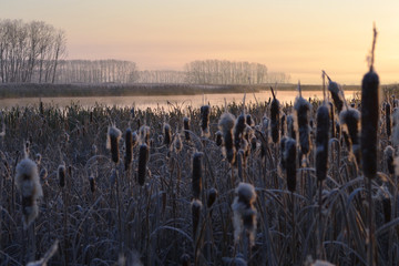 The early frosty morning. The reeds by the river.