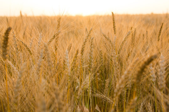 Ears of golden wheat on the field close up. Beautiful Nature Sunset Landscape. Rural Scenery under Shining Sunlight. Rich harvest Concept