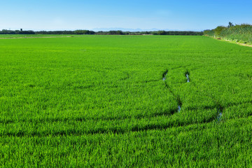 paddy field in the Albufera in Valencia, Spain