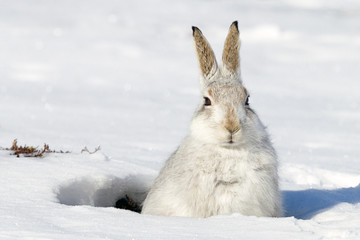 Mountain hare in snow - 114433165