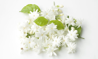 Jasmine flower on a white background.