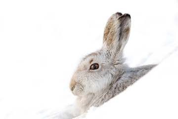 Mountain hare in snow - 114433349