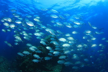 Tuna fish in ocean