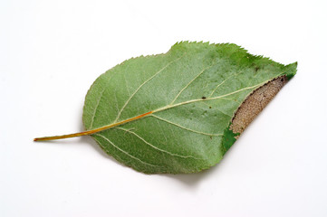 Phyllonorycter blancardella on a apple leaf - obrazy, fototapety, plakaty