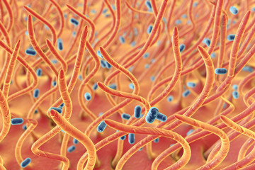 Bordetella pertussis bacteria in respiratory tract, 3D illustration. Bacteria which cause whooping cough. Illustration shows cilia of respiratory tract and bacteria - obrazy, fototapety, plakaty