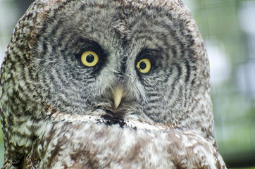 Great gray owl (Strix nebulosa)