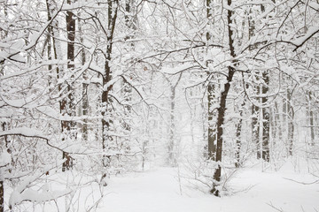 Snowfall in the forest