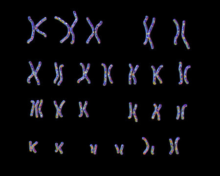 Patau-syndrome karyotype, male or female, unlabeled. Trisomy 13. 3D illustration