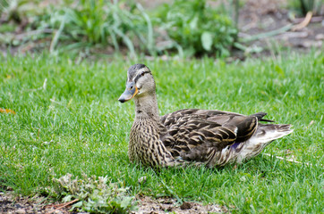 Male Gadwall (Anas strepera)
