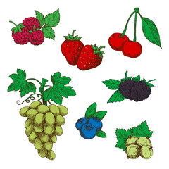 Fragrant fresh fruits and berries sketch symbols