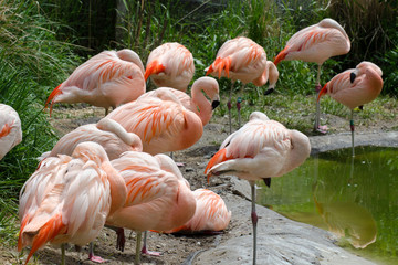 A lot of flamingos -  family Phoenicopteriformes