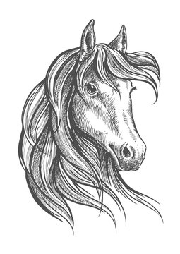 Arabian horse with long forelock, sketch style