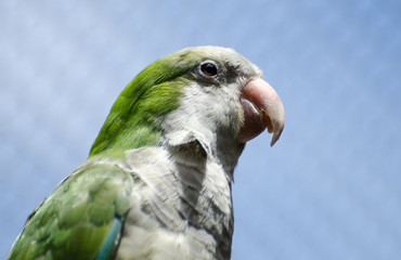 Monk parakeet (Myiopsitta monachus)