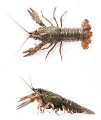 crayfish on a white background