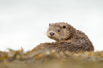 Otters playing