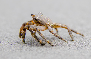 Eine Strandkrabbe läuft bei Ebbe üner den Sandstrand