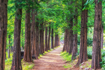 metasequoia park in haneul park