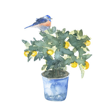 the tree Mandarin/tangerine tree in the pot with bird, watercolor