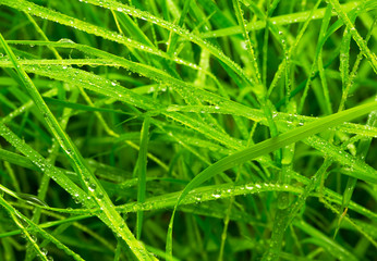 Grass with drop