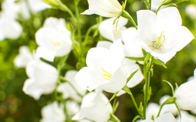 Fototapeta premium buds white campanula