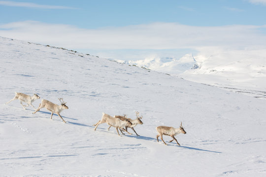 Reindeer on the snow, Finalnd