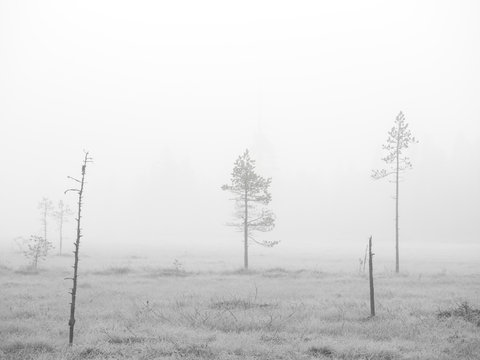 Bare trees in snowscape 