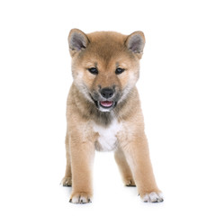 puppy shiba inu