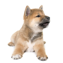 puppy shiba inu